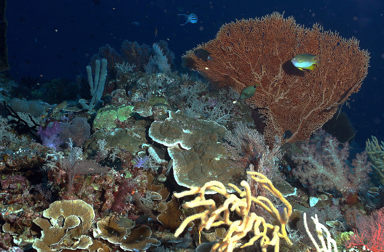 Raja Ampat 2016 - Corail - IMG_4223_rc.jpg